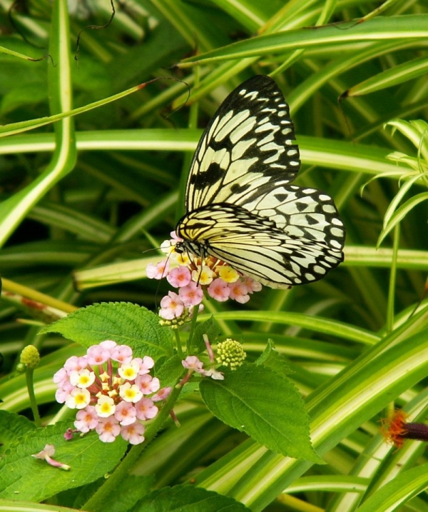 Jolis papillons (2)